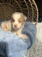 Jeremiah, a male Australian Shepherd for sale in Grants Pass, OR – Photo 3 of 4