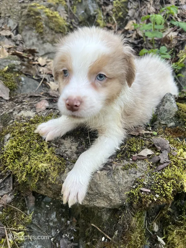 Jeremiah – Australian Shepherd puppy for sale in Grants Pass, OR