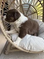 Marisabell, a female Australian Shepherd for sale in Grants Pass, OR – 3 of 6