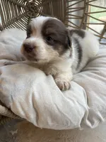 Cora, a female Australian Shepherd for sale in Grants Pass, OR – 5 of 7