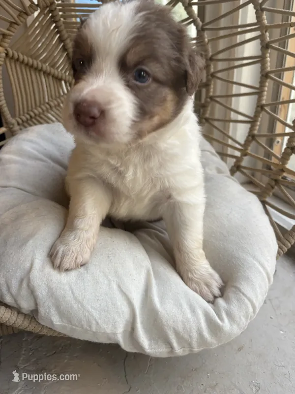 Lou – Australian Shepherd puppy for sale in Grants Pass, OR