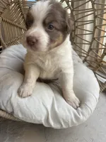 Lou, a male Australian Shepherd for sale in Grants Pass, OR – 1 of 6