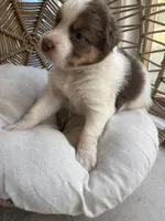 Lou, a male Australian Shepherd for sale in Grants Pass, OR – 5 of 6