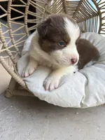 Hunter, a male Australian Shepherd for sale in Grants Pass, OR – 10 of 10