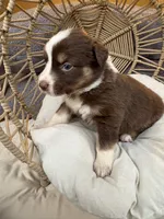 Mary Ann, a female Australian Shepherd for sale in Grants Pass, OR – 9 of 10