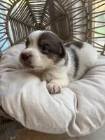 Cora, a female Australian Shepherd for sale in Grants Pass, OR – 2 of 7