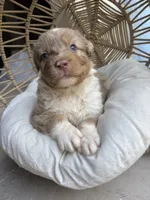 Bonnie, a female Australian Shepherd for sale in Grants Pass, OR – 2 of 7