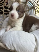 Hunter, a male Australian Shepherd for sale in Grants Pass, OR – 4 of 10