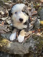 Winston, a male Australian Shepherd for sale in Grants Pass, OR – 4 of 4