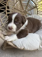 Marisabell, a female Australian Shepherd for sale in Grants Pass, OR – 6 of 6