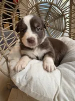 Mary Ann, a female Australian Shepherd for sale in Grants Pass, OR – 5 of 10