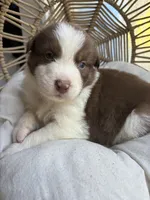 Hunter, a male Australian Shepherd for sale in Grants Pass, OR – 3 of 10