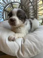 Cora, a female Australian Shepherd for sale in Grants Pass, OR – 7 of 7