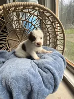 spot , a male Australian Shepherd for sale in Grants Pass, OR – Photo 3 of 3