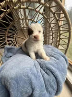 spot , a male Australian Shepherd for sale in Grants Pass, OR – Photo 2 of 3