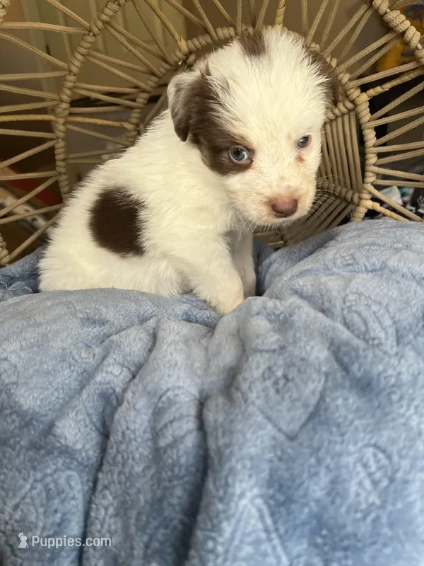 spot  – Australian Shepherd puppy for sale in Grants Pass, OR