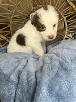 spot , a male Australian Shepherd for sale in Grants Pass, OR – Photo 1 of 3