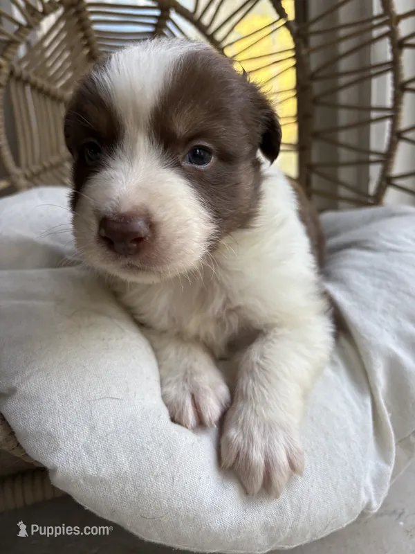 Jack – Australian Shepherd puppy for sale in Grants Pass, OR