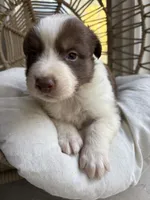 Jack, a male Australian Shepherd for sale in Grants Pass, OR – 1 of 4