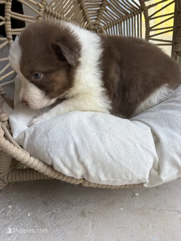 Hunter – Australian Shepherd puppy for sale in Grants Pass, OR