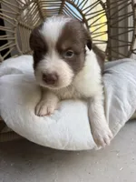 Jack, a male Australian Shepherd for sale in Grants Pass, OR – 3 of 4