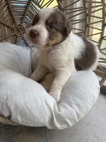 Lou, a male Australian Shepherd for sale in Grants Pass, OR – 2 of 6