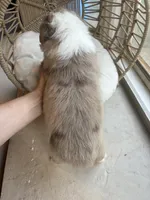 Everett, a male Australian Shepherd for sale in Grants Pass, OR – 3 of 5
