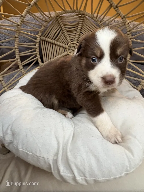 Mary Ann – Australian Shepherd puppy for sale in Grants Pass, OR