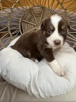 Mary Ann, a female Australian Shepherd for sale in Grants Pass, OR – 1 of 10
