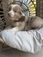 Walter, a male Australian Shepherd for sale in Grants Pass, OR – 7 of 8