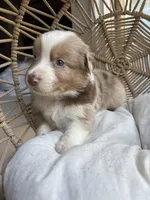 Walter, a male Australian Shepherd for sale in Grants Pass, OR – 8 of 8