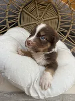 Lilo, a female Australian Shepherd for sale in Grants Pass, OR – 5 of 6