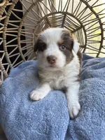Elliot , a male Australian Shepherd for sale in Grants Pass, OR – 3 of 4