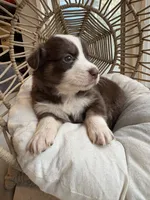 Mary Ann, a female Australian Shepherd for sale in Grants Pass, OR – 6 of 10