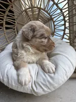 Bonnie, a female Australian Shepherd for sale in Grants Pass, OR – 3 of 7