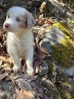 Bentley , a male Australian Shepherd for sale in Grants Pass, OR – 2 of 4