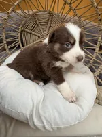 Mary Ann, a female Australian Shepherd for sale in Grants Pass, OR – 10 of 10