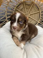 Lilo, a female Australian Shepherd for sale in Grants Pass, OR – 3 of 6