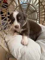 Mary Ann, a female Australian Shepherd for sale in Grants Pass, OR – 4 of 10