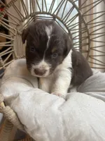 Apollo, a male Australian Shepherd for sale in Grants Pass, OR – 5 of 6