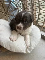 Apollo, a male Australian Shepherd for sale in Grants Pass, OR – 3 of 6