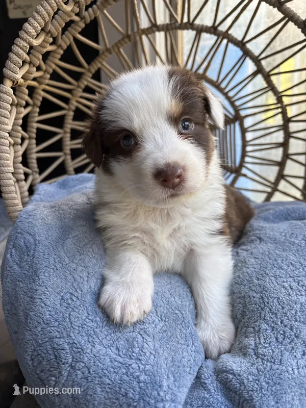 Elliot , a male Australian Shepherd for sale in Grants Pass, OR – 1 of 4