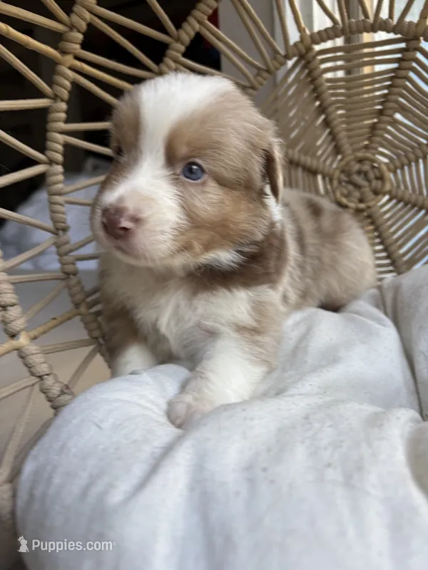 Walter – Australian Shepherd puppy for sale in Grants Pass, OR