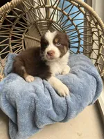 Ron, a male Australian Shepherd for sale in Grants Pass, OR – Photo 1 of 5