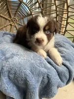 Ron, a male Australian Shepherd for sale in Grants Pass, OR – Photo 5 of 5