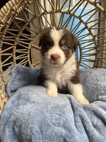 Ron, a male Australian Shepherd for sale in Grants Pass, OR – Photo 3 of 5
