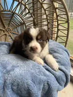 Ron, a male Australian Shepherd for sale in Grants Pass, OR – Photo 4 of 5