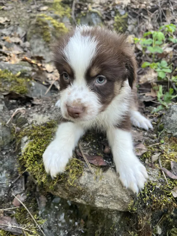 Ron – Australian Shepherd puppy for sale in Grants Pass, OR