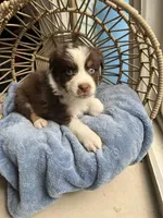 Ron, a male Australian Shepherd for sale in Grants Pass, OR – Photo 2 of 5