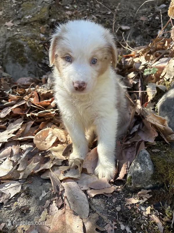 Bentley  – Australian Shepherd puppy for sale in Grants Pass, OR